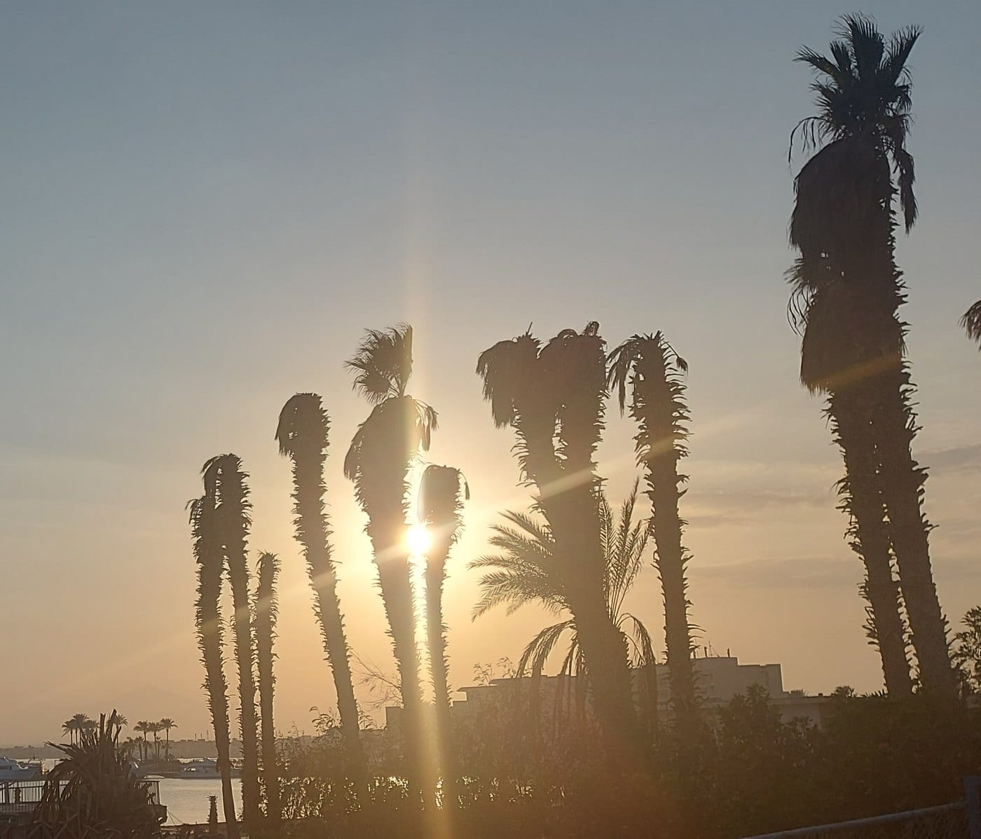 Sonnenaufgang hinter Palmen